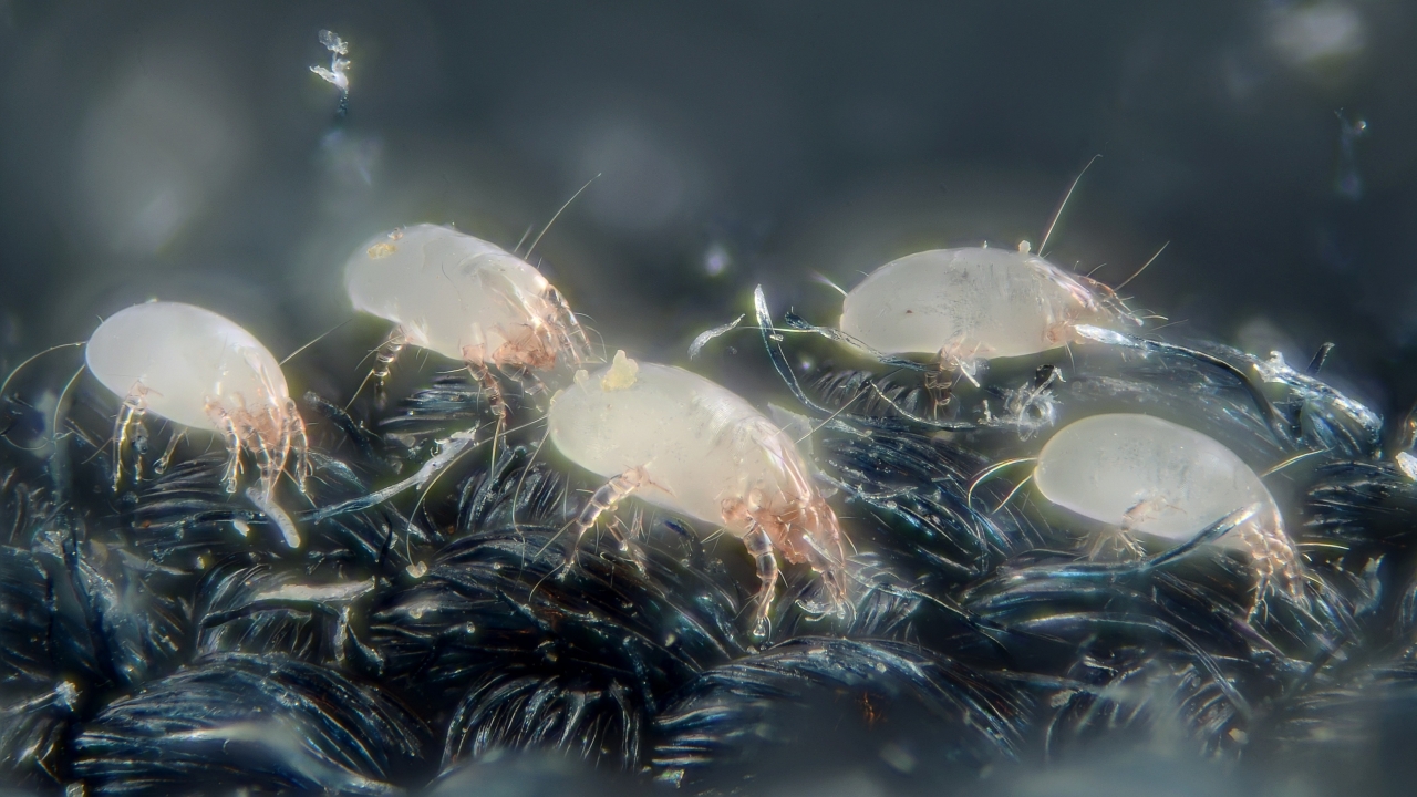 Des acariens vus au microscope