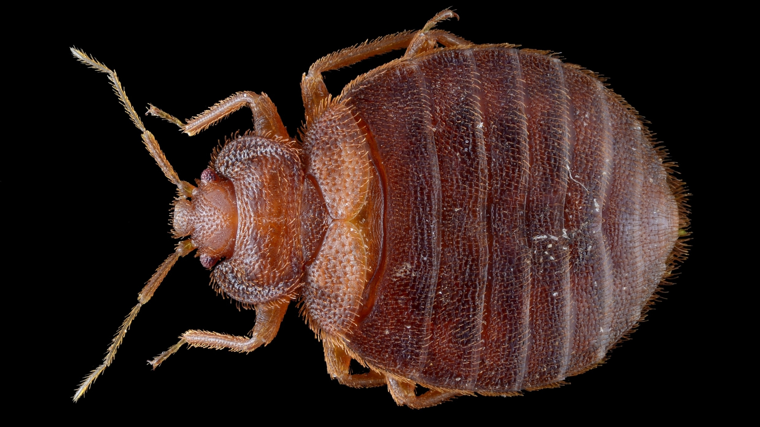 Une punaise de lit vue au microscope
