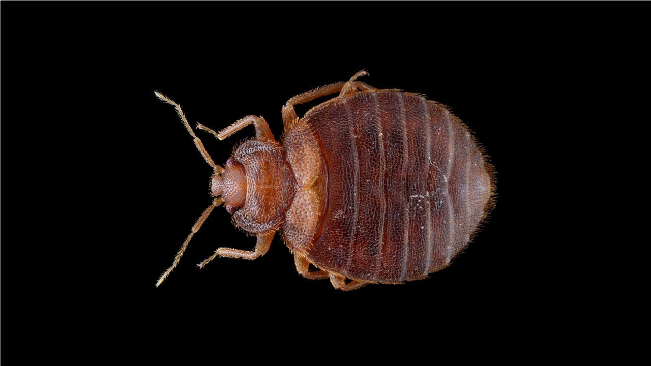 Une punaise de lit vue au microscope