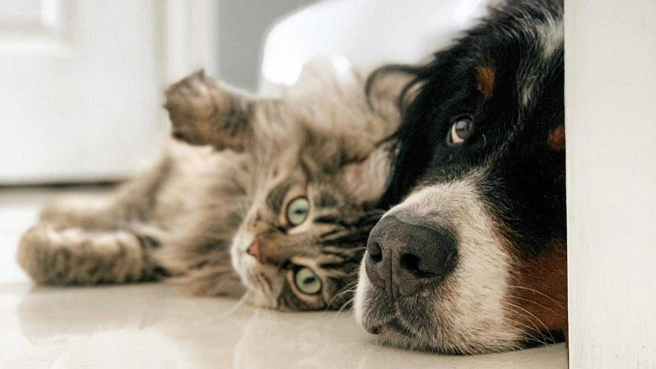 Un chat et un chien couchés sur le sol