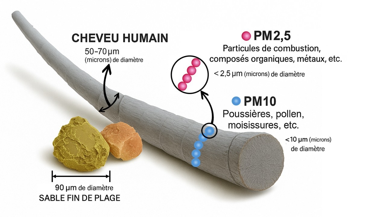 Comparaison des tailles entre particules, sable et cheveu humain. Les particules PM2,5 ont un diamètre aérodynamique inférieur à 2,5 microns et les PM10 inférieur à 10 microns. Le dimaètre d'une particule PM10 représente 4 PM2,5 collées les unes aux autres, tandis que le diamètre d'un cheveu humain (environ 50 à 70 microns) équivaut à 5 PM10 alignées. Comparativement, un grain de sable mesure environ 90 microns de diamètre