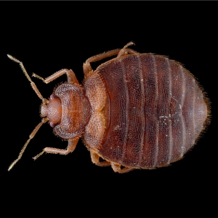 Une punaise de lit vue au microscope