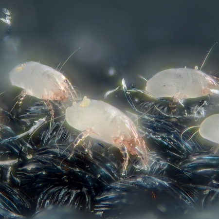 Des acariens vus au microscope