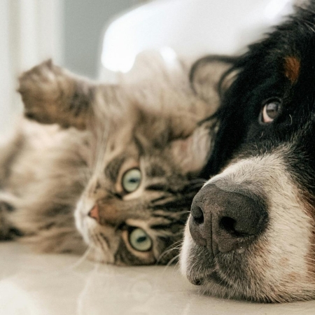 Un chat et un chien couchés sur le sol