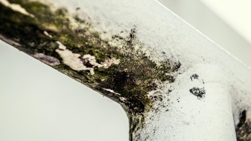 Un mur présentant de nombreuses traces de moisissures