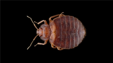 Une punaise de lit vue au microscope