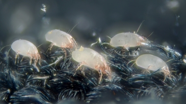 Des acariens vus au microscope