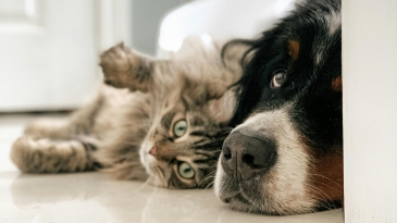 Un chat et un chien couchés sur le sol